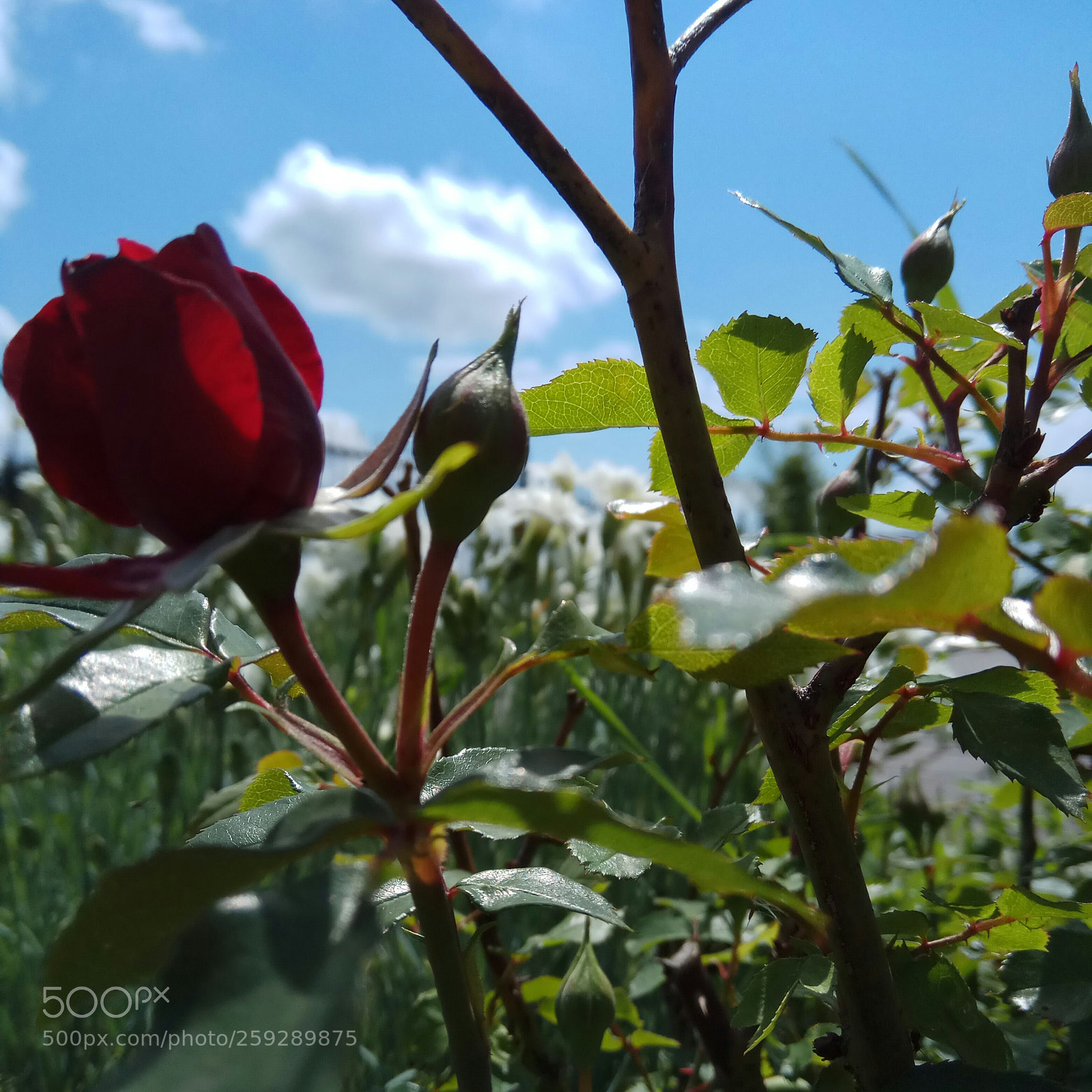 Xiaomi Redmi Note 4 sample photo. Untitled photography