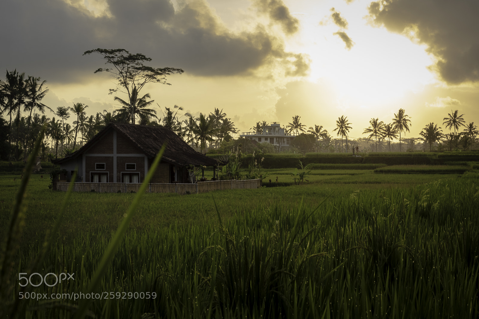 Olympus OM-D E-M5 II sample photo. House in rice fields photography