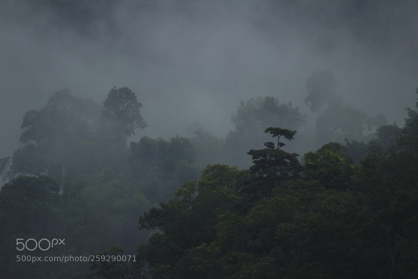 Canon EOS 600D (Rebel EOS T3i / EOS Kiss X5) sample photo. Misty forest photography