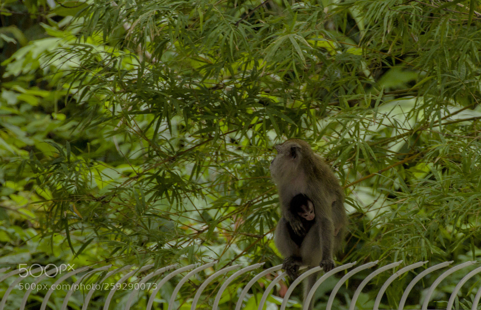 Canon EOS 600D (Rebel EOS T3i / EOS Kiss X5) sample photo. Monkey&cub photography
