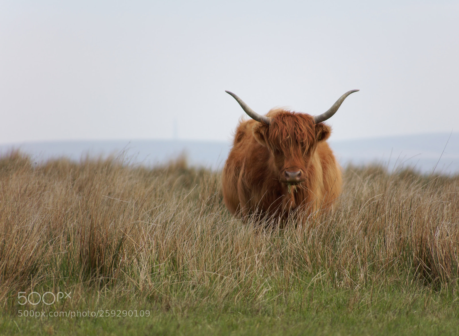Canon EOS 5DS sample photo. Highland cow photography