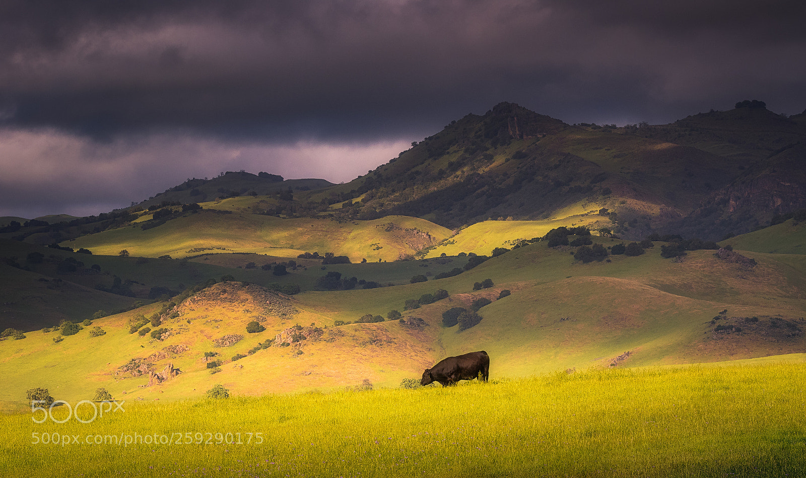 Canon EOS 7D Mark II sample photo. Mooooooooo-scape photography