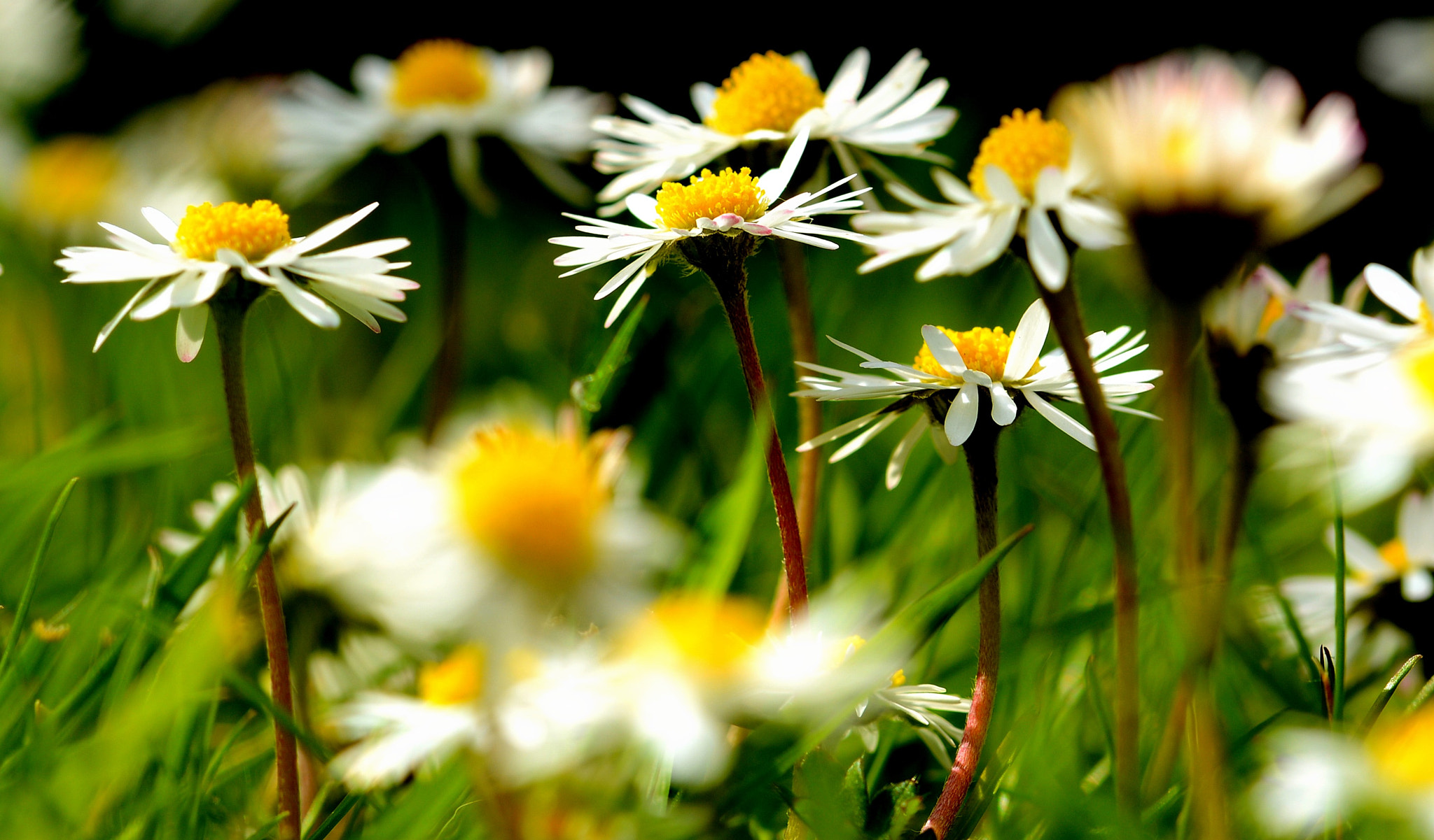 Sigma 105mm F2.8 EX DG OS HSM sample photo. Daisy daisy photography