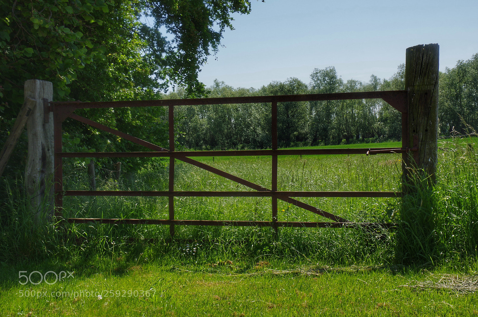 Pentax K-3 sample photo. Fence photography