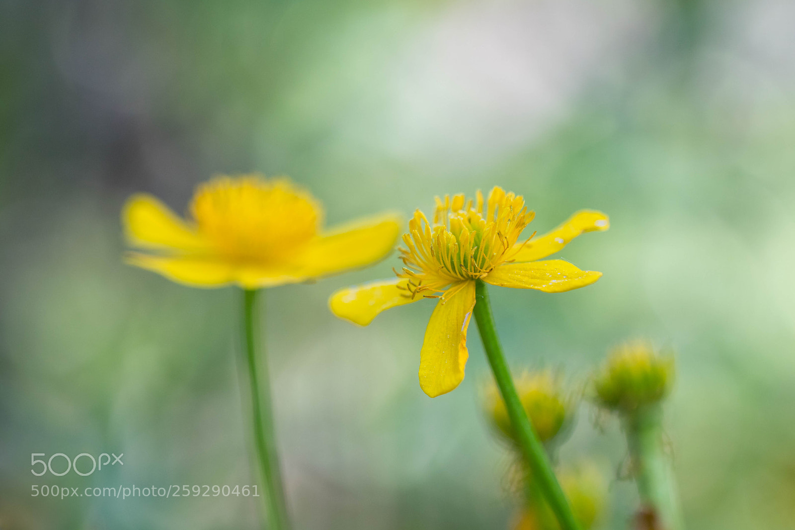 Canon EOS 80D sample photo. Ranunculus lingua photography