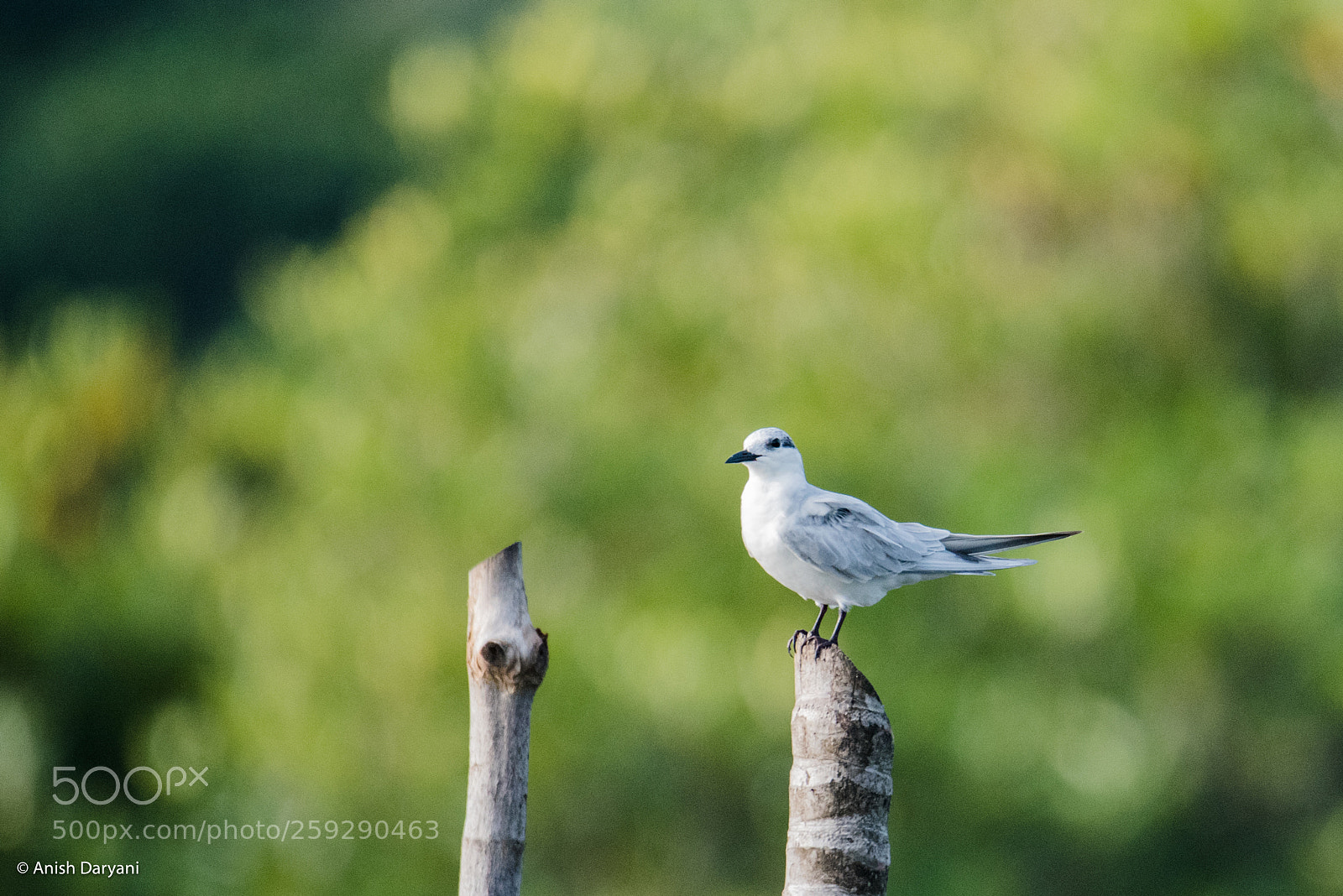 Nikon D810 sample photo. Whiskered tern photography