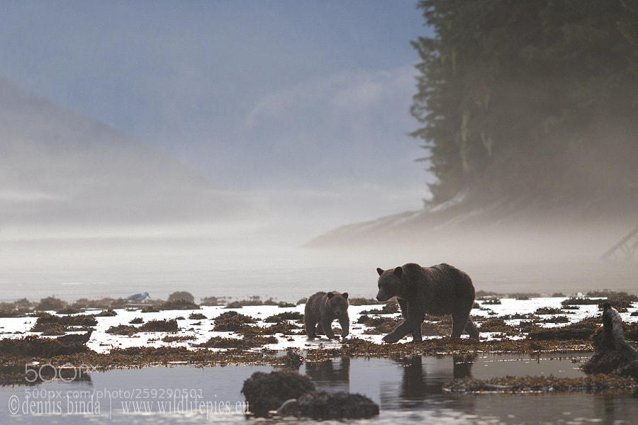 Olympus E-3 sample photo. Mother and cub photography