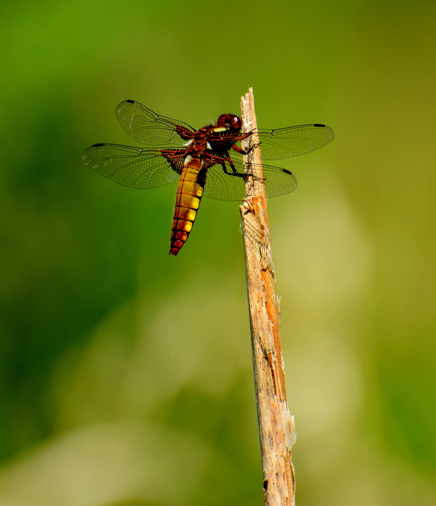 Nikon D7100 sample photo. Dragon fly resting photography