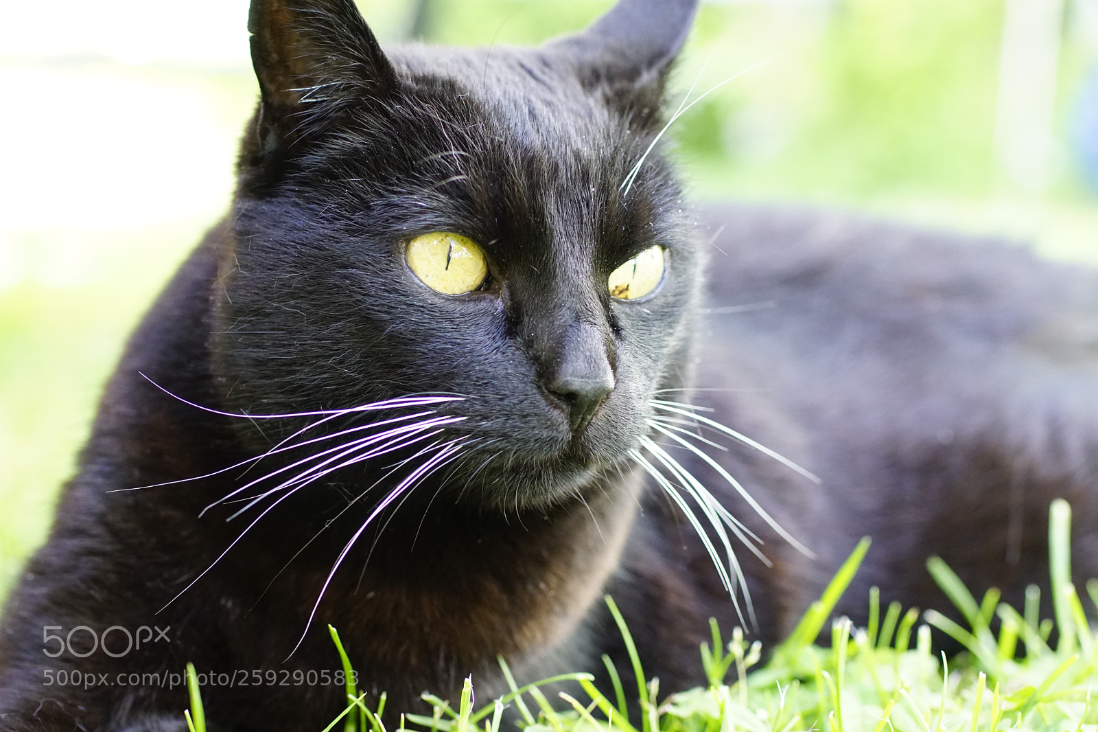 Sony ILCA-77M2 sample photo. Pepper photography