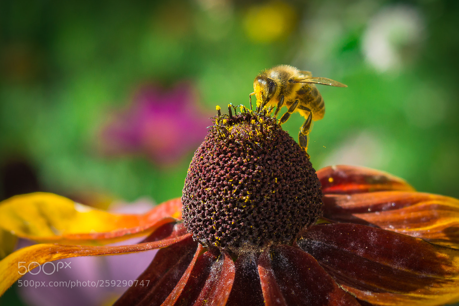 Sony SLT-A58 sample photo. Bee photography