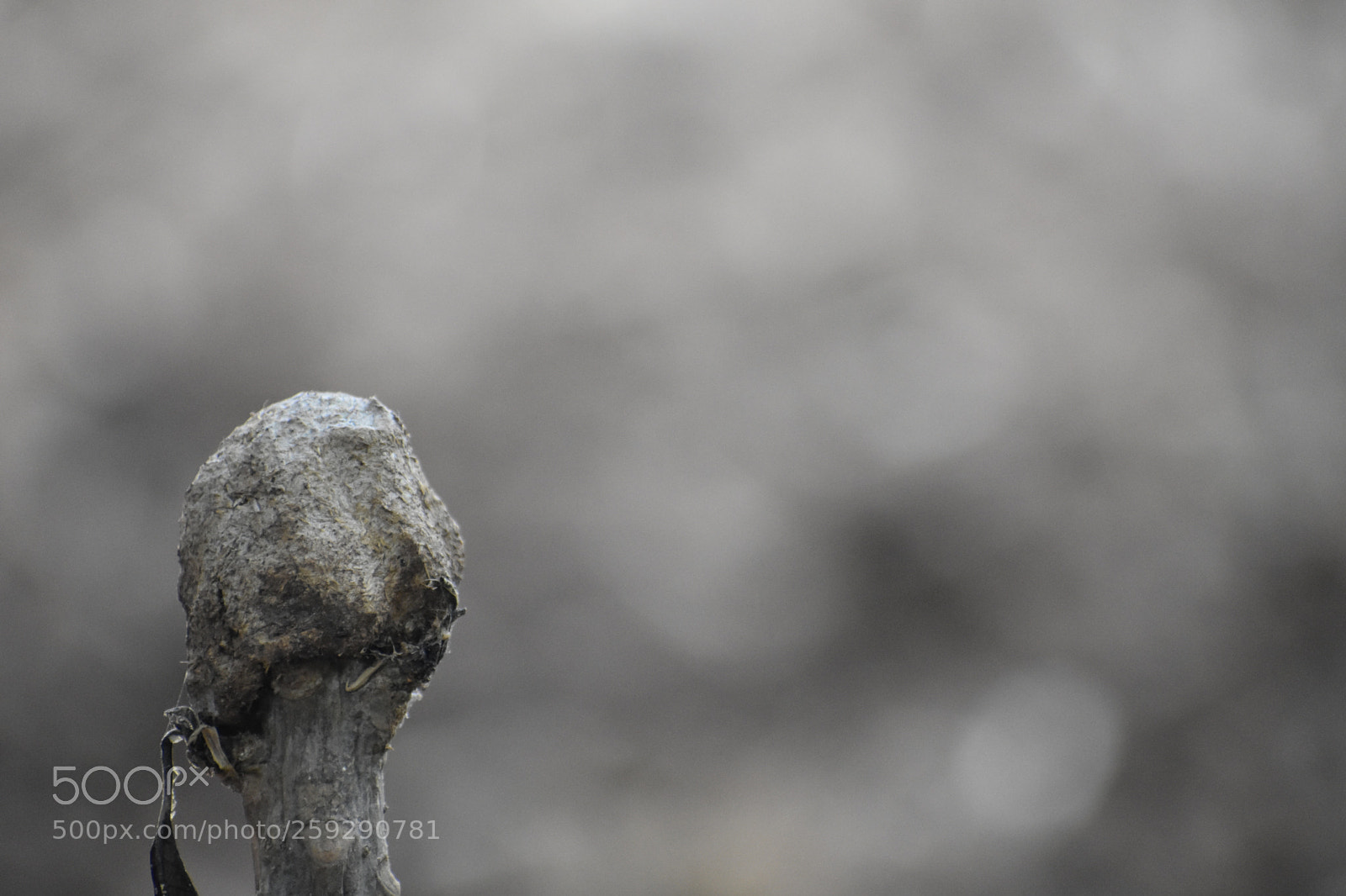 Nikon D3400 sample photo. Dried up photography