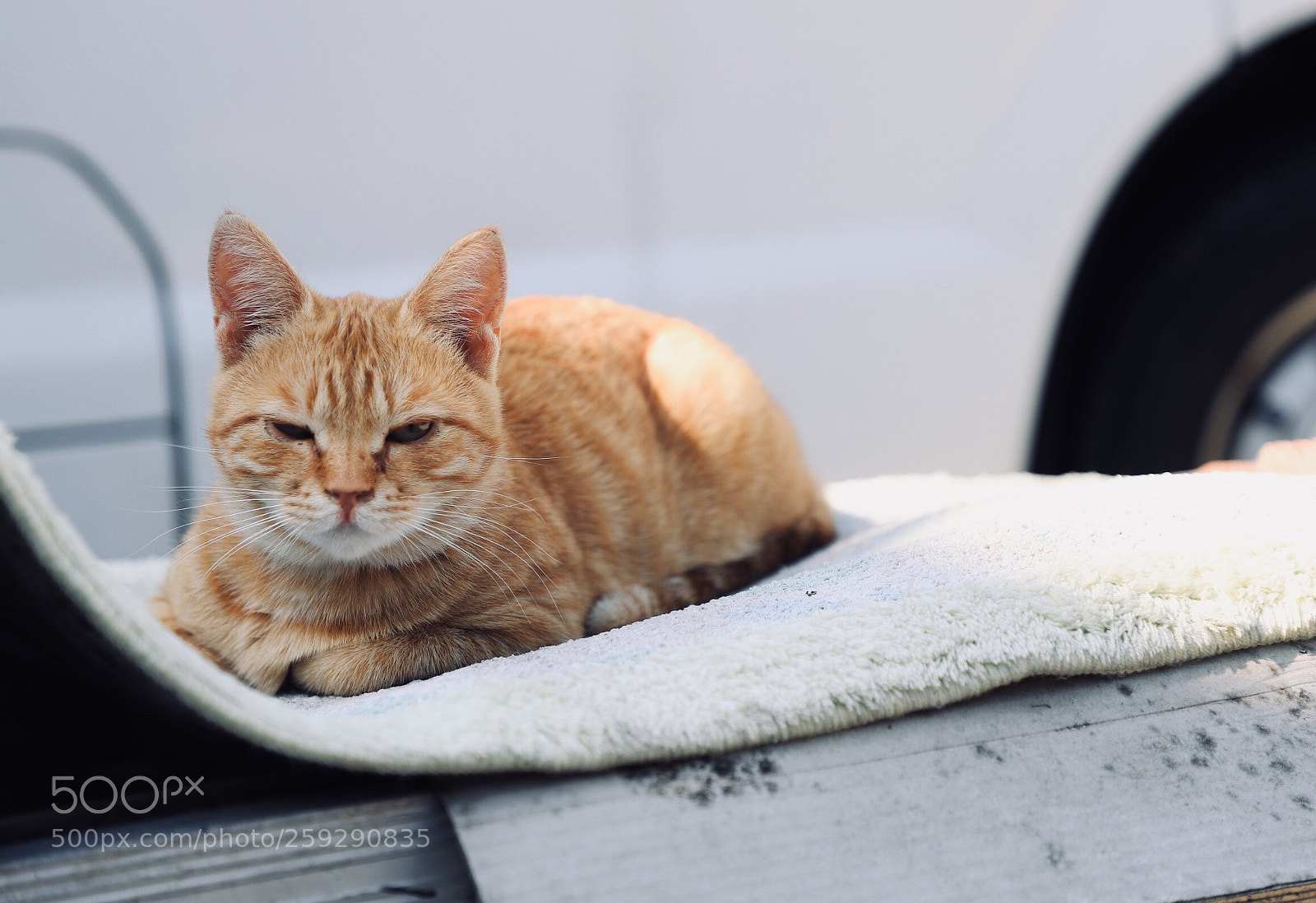 Canon EOS 6D Mark II sample photo. Cat! photography
