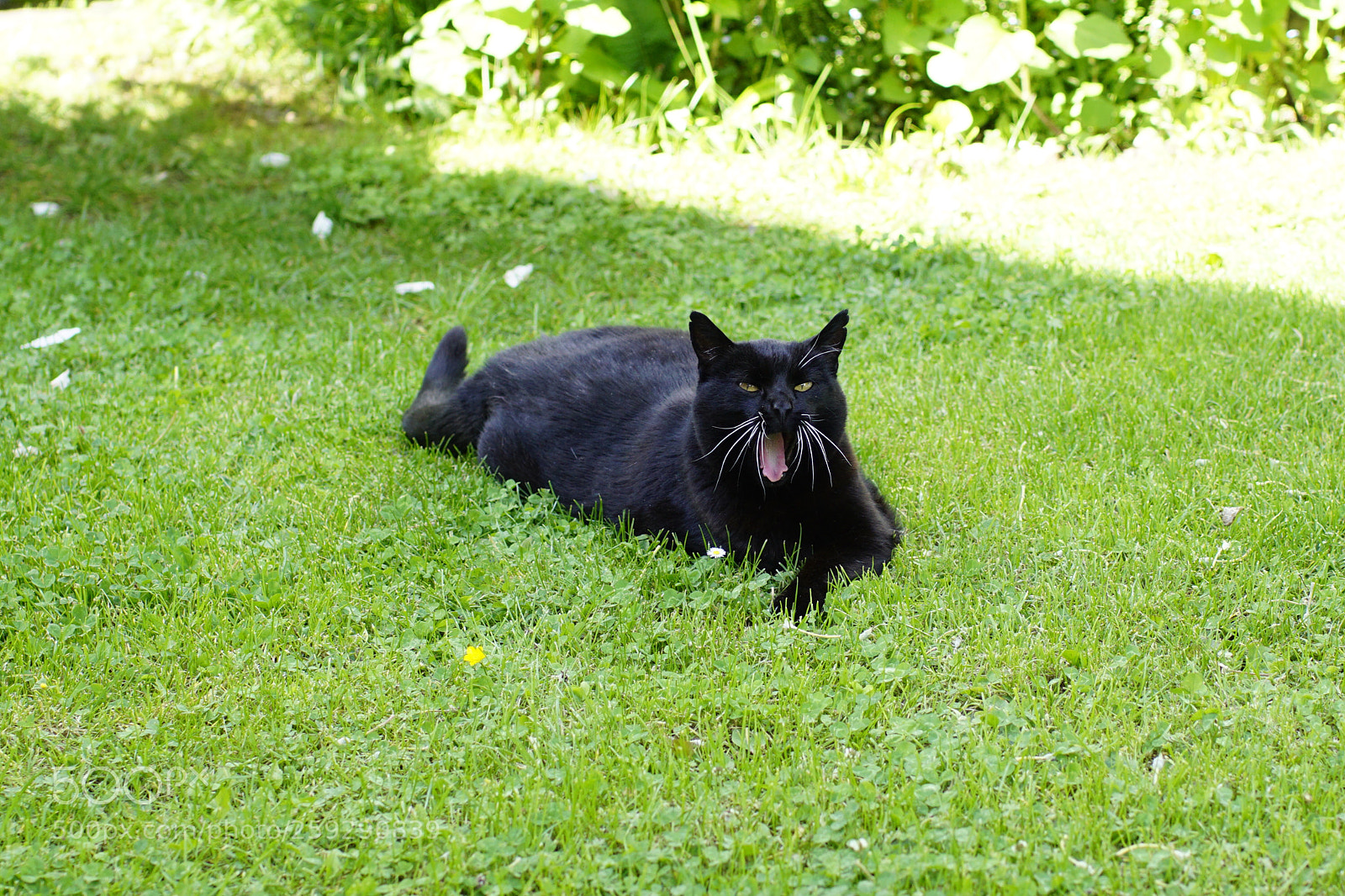 Sony ILCA-77M2 sample photo. Pepper  photography