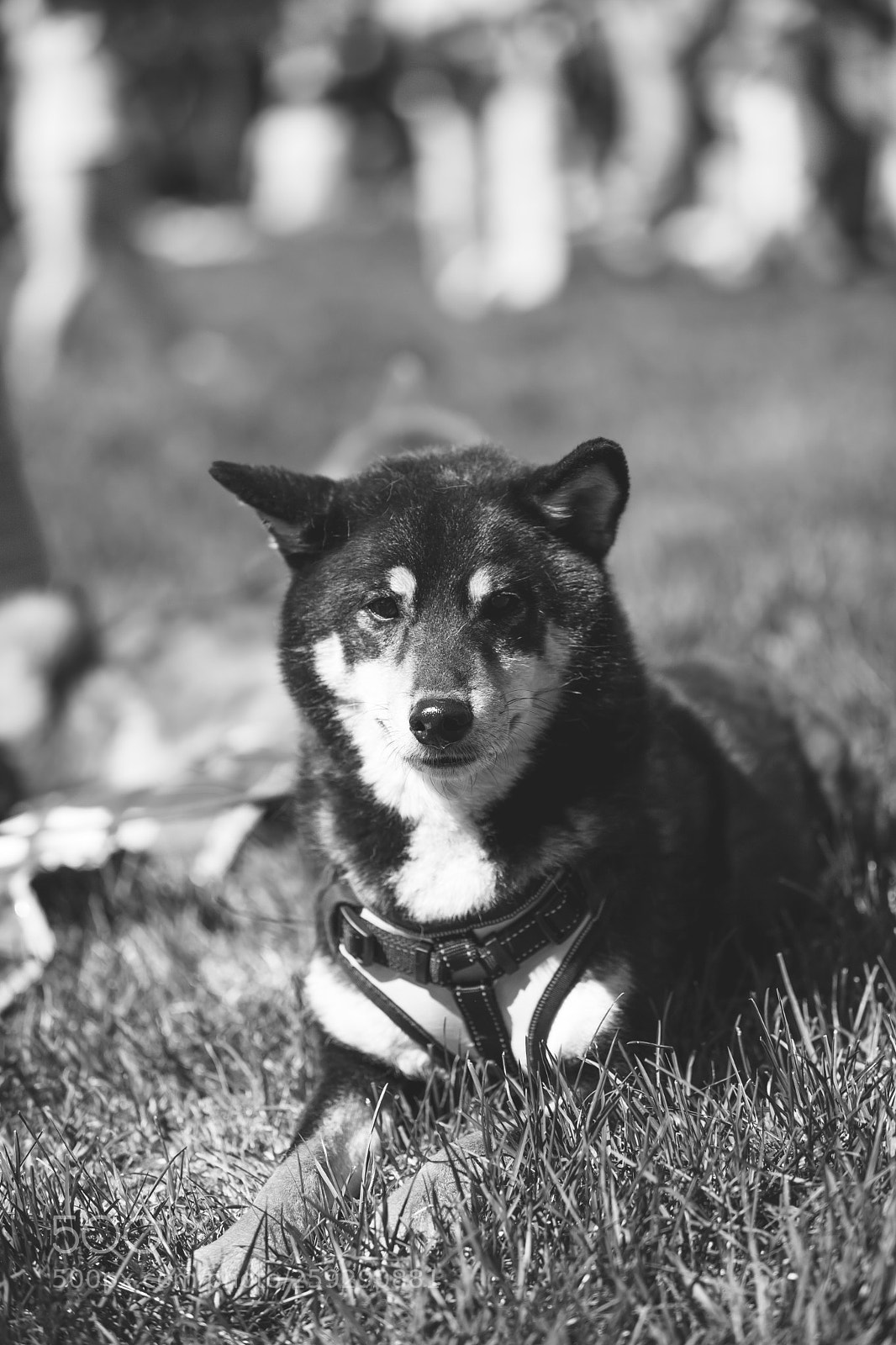 Canon EOS 5D Mark II sample photo. Inu. photography
