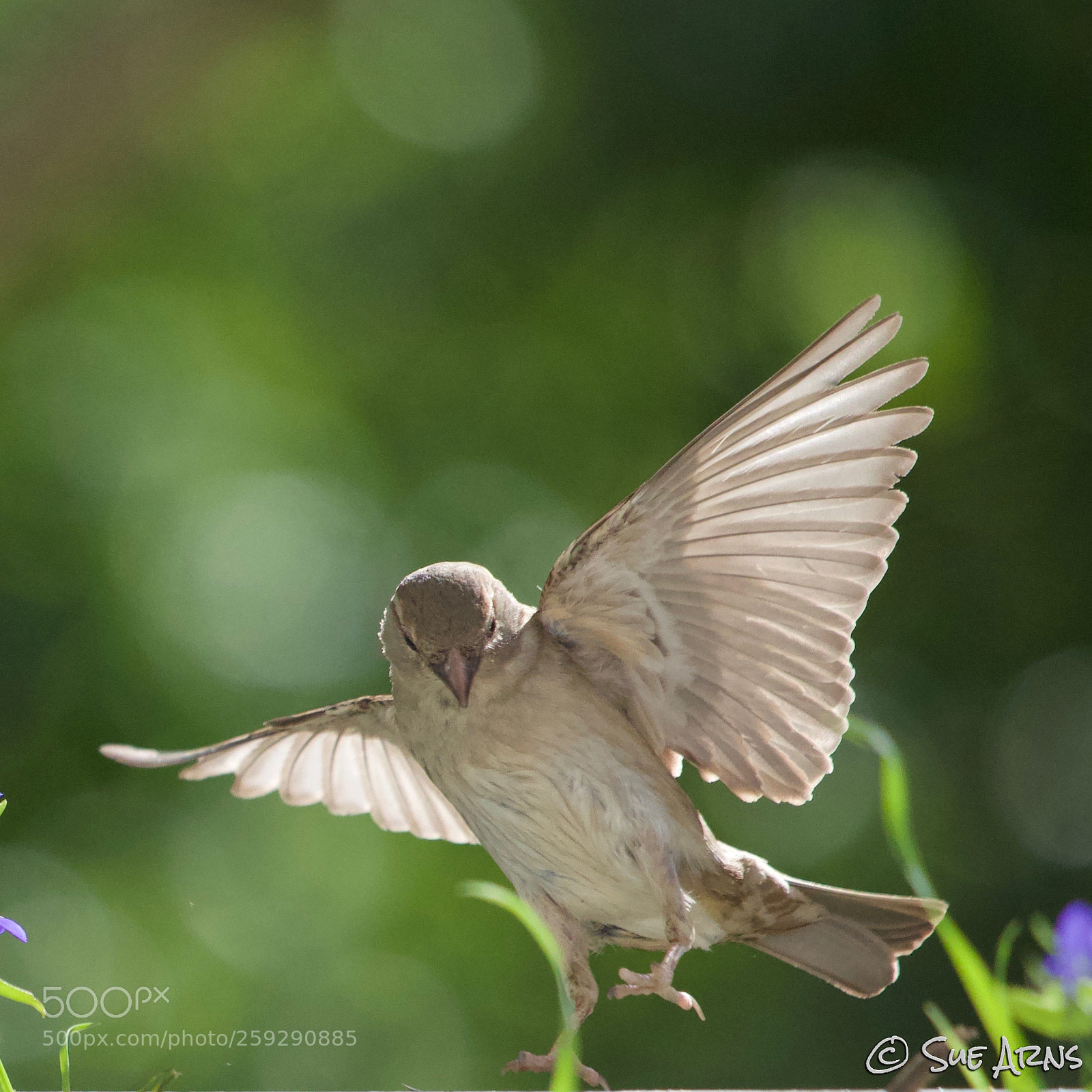 Canon EOS-1D X Mark II sample photo. Little mr. sparrow photography