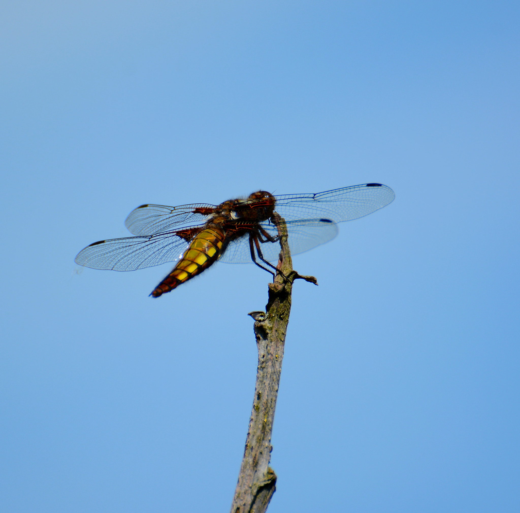 Nikon D7100 sample photo. Dragon fly photography