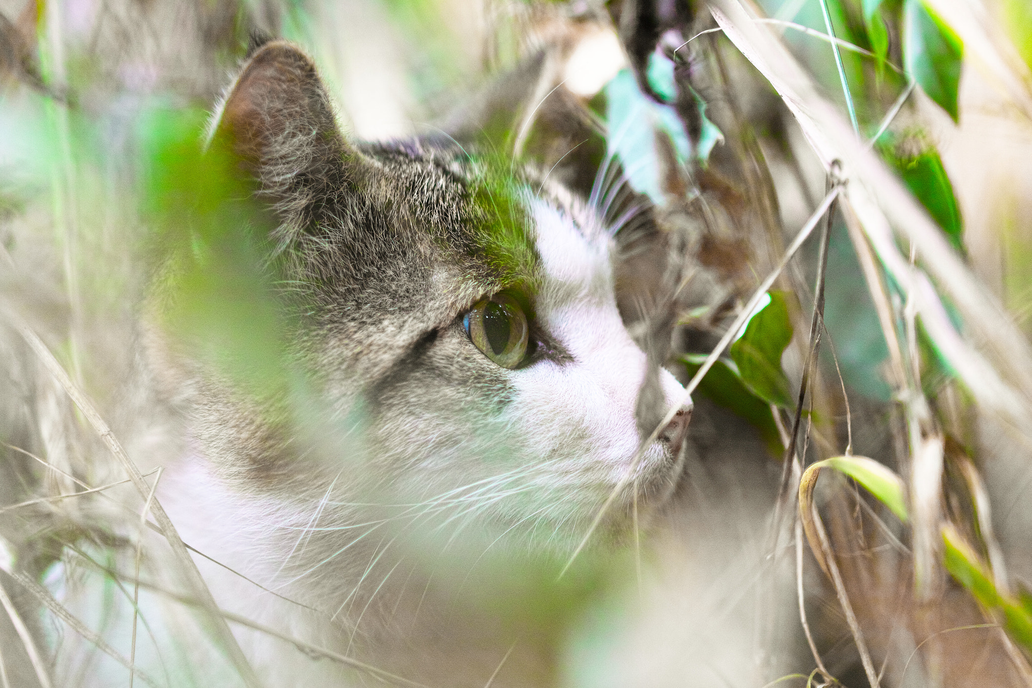 Sigma SD1 Merrill + Sigma 85mm F1.4 EX DG HSM sample photo. Cat every day photography