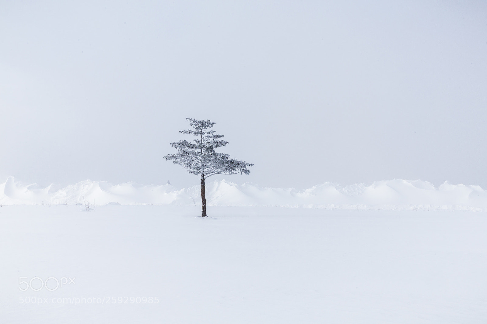 Canon EOS 6D sample photo. Pine&snow photography