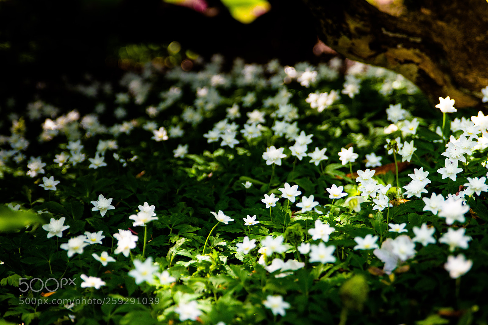 Nikon D7200 sample photo. Flower power photography
