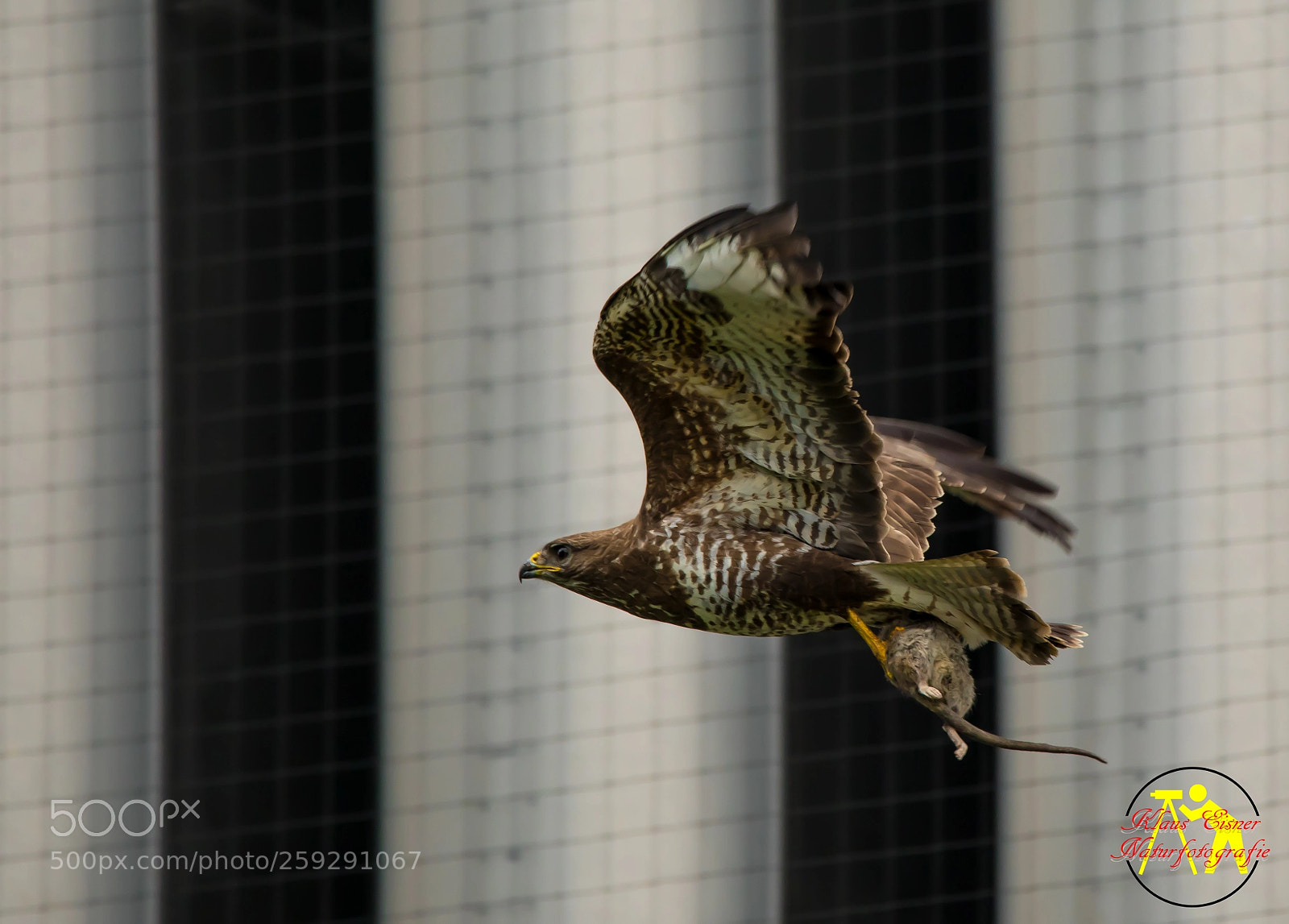Canon EOS 5D Mark IV sample photo. Buzzard with fat prey photography