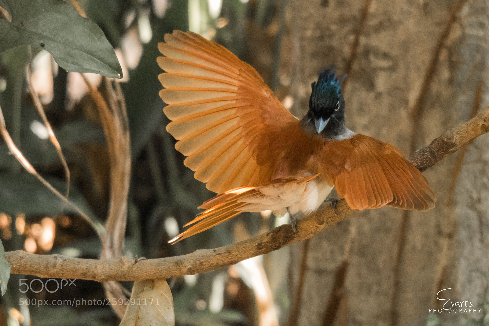 Canon EOS 80D sample photo. The paradise flycatcher photography