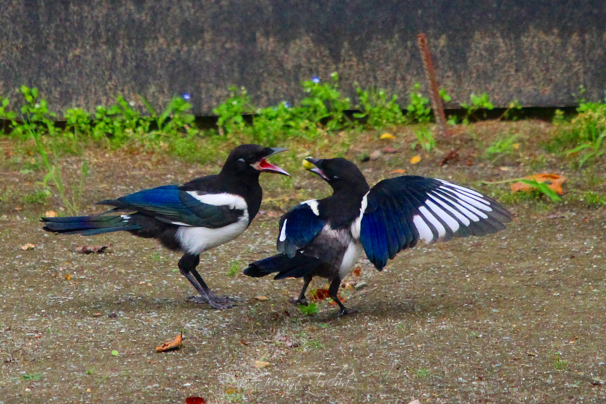 Sigma 150-600mm F5-6.3 DG OS HSM | C sample photo. Born of this year's gazzaladra photography