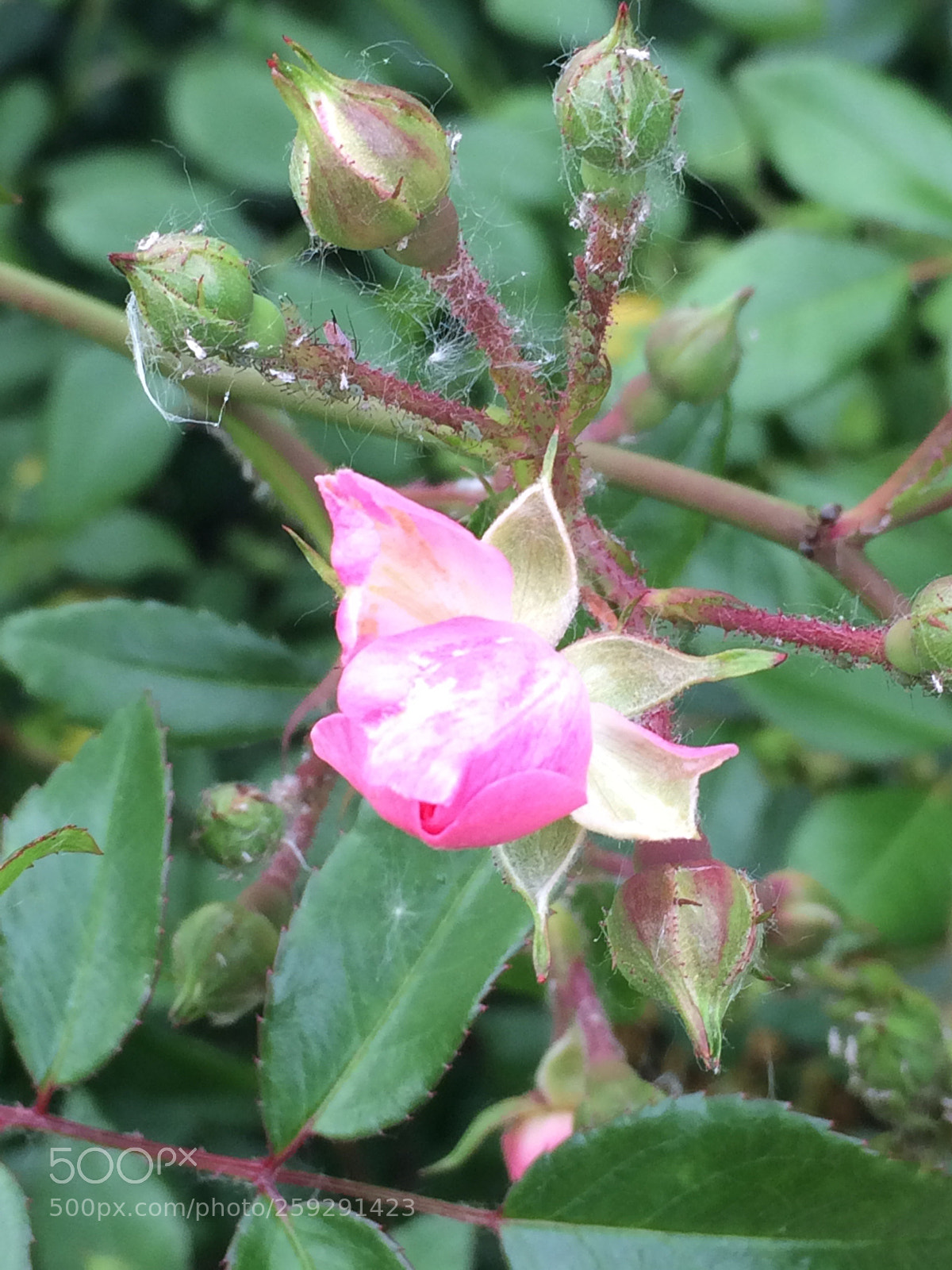 Apple iPhone 5s sample photo. Untitled photography