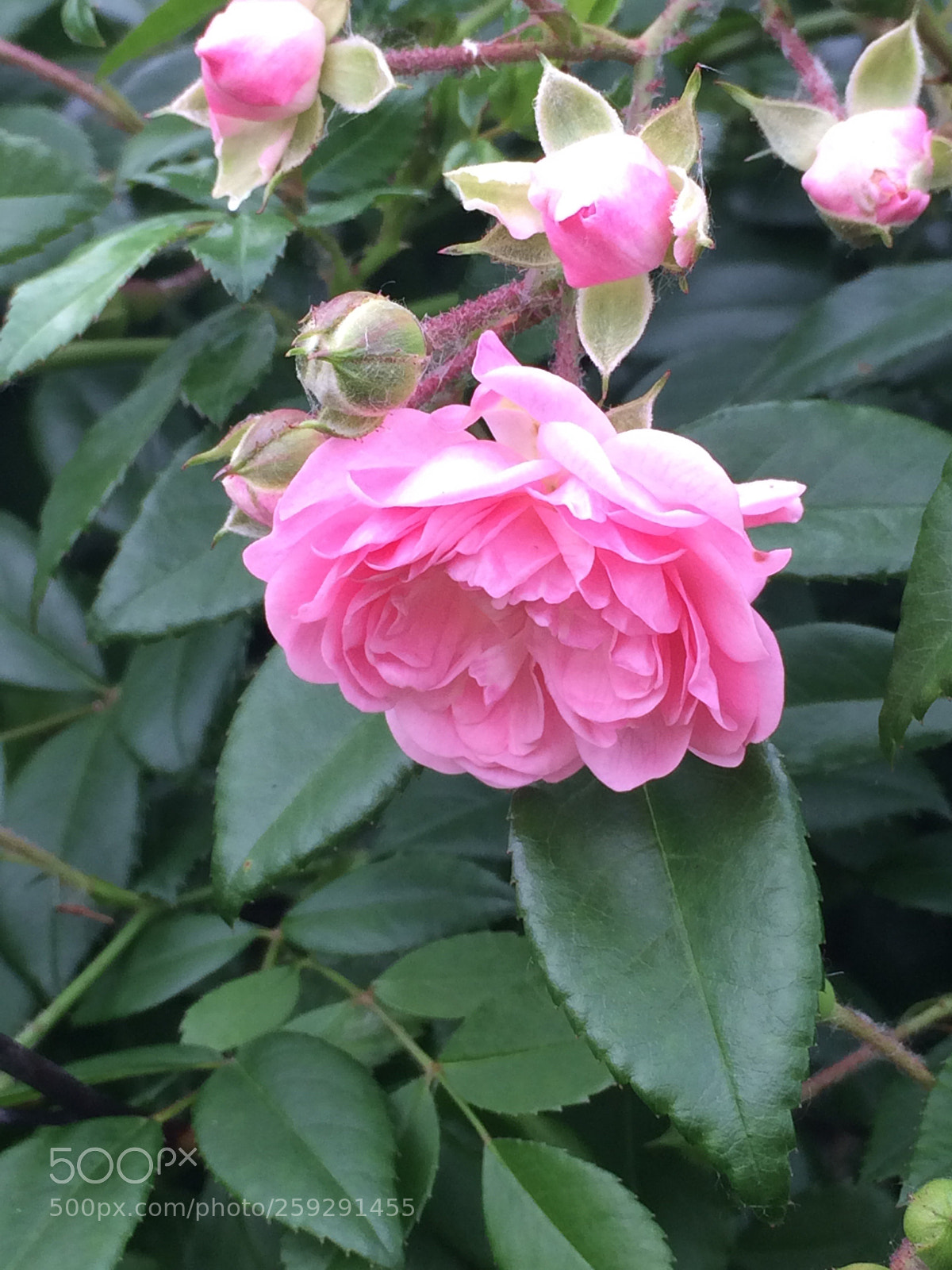 Apple iPhone 5s sample photo. Untitled photography