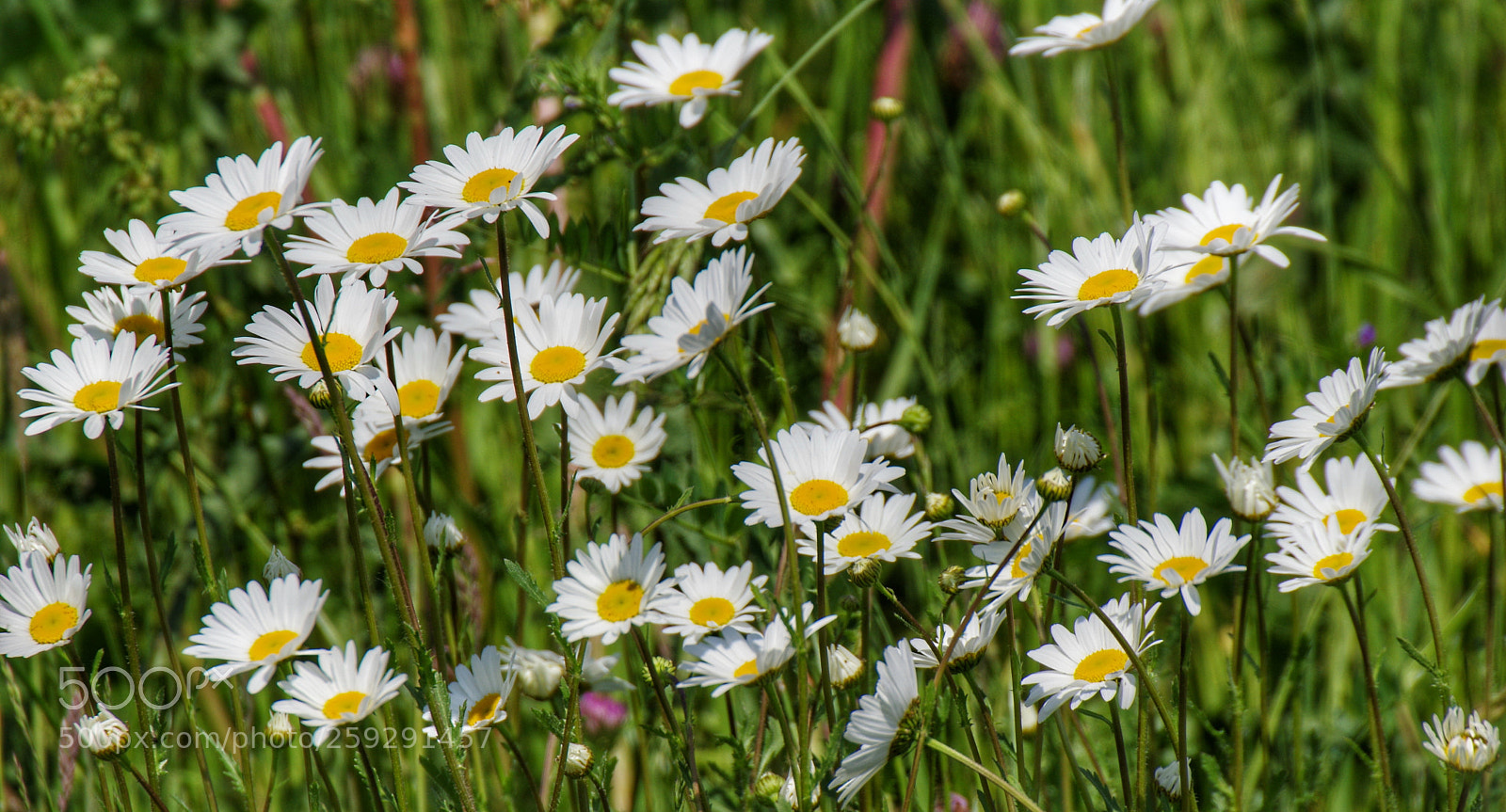 Pentax K-3 sample photo. White daisy photography