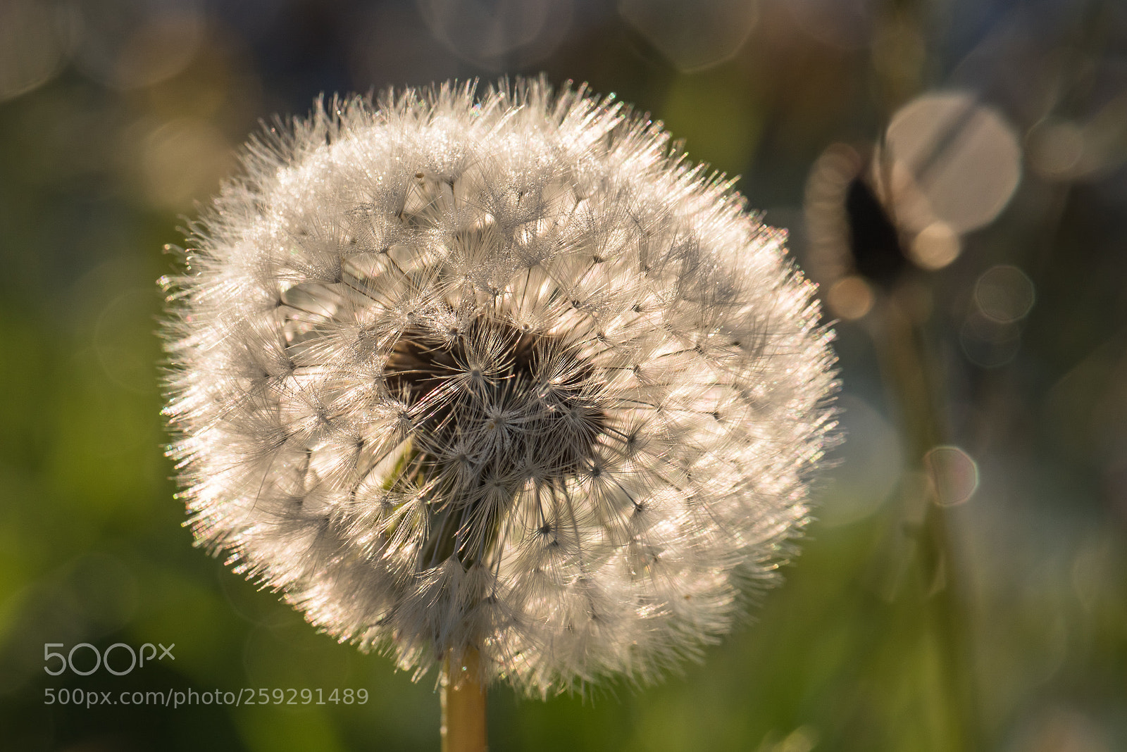 Nikon D750 sample photo. Dandy... photography