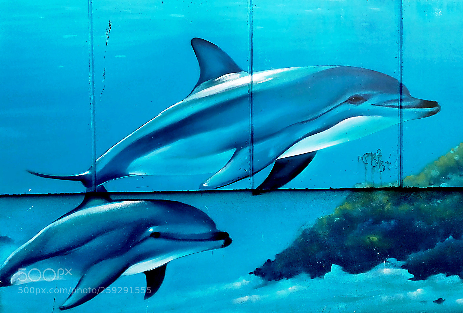 HUAWEI P8 Lite sample photo. Dolphins photography