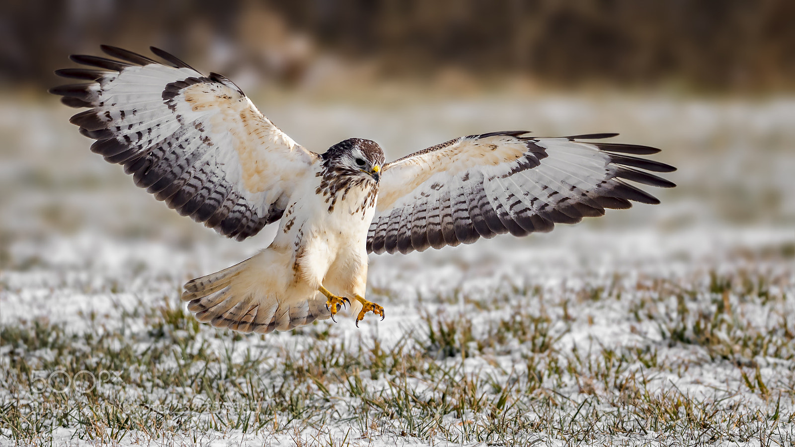 Panasonic Lumix DC-G9 sample photo. Common buzzard photography