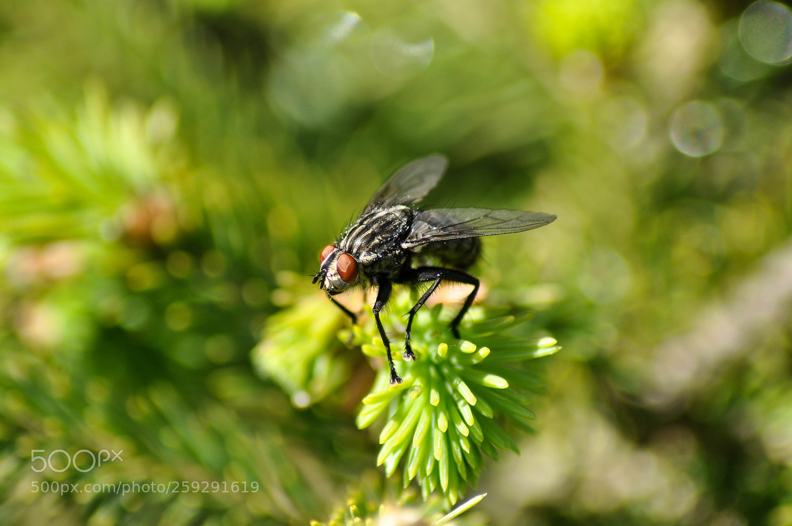 Nikon D5000 sample photo. Fly on tree branch photography