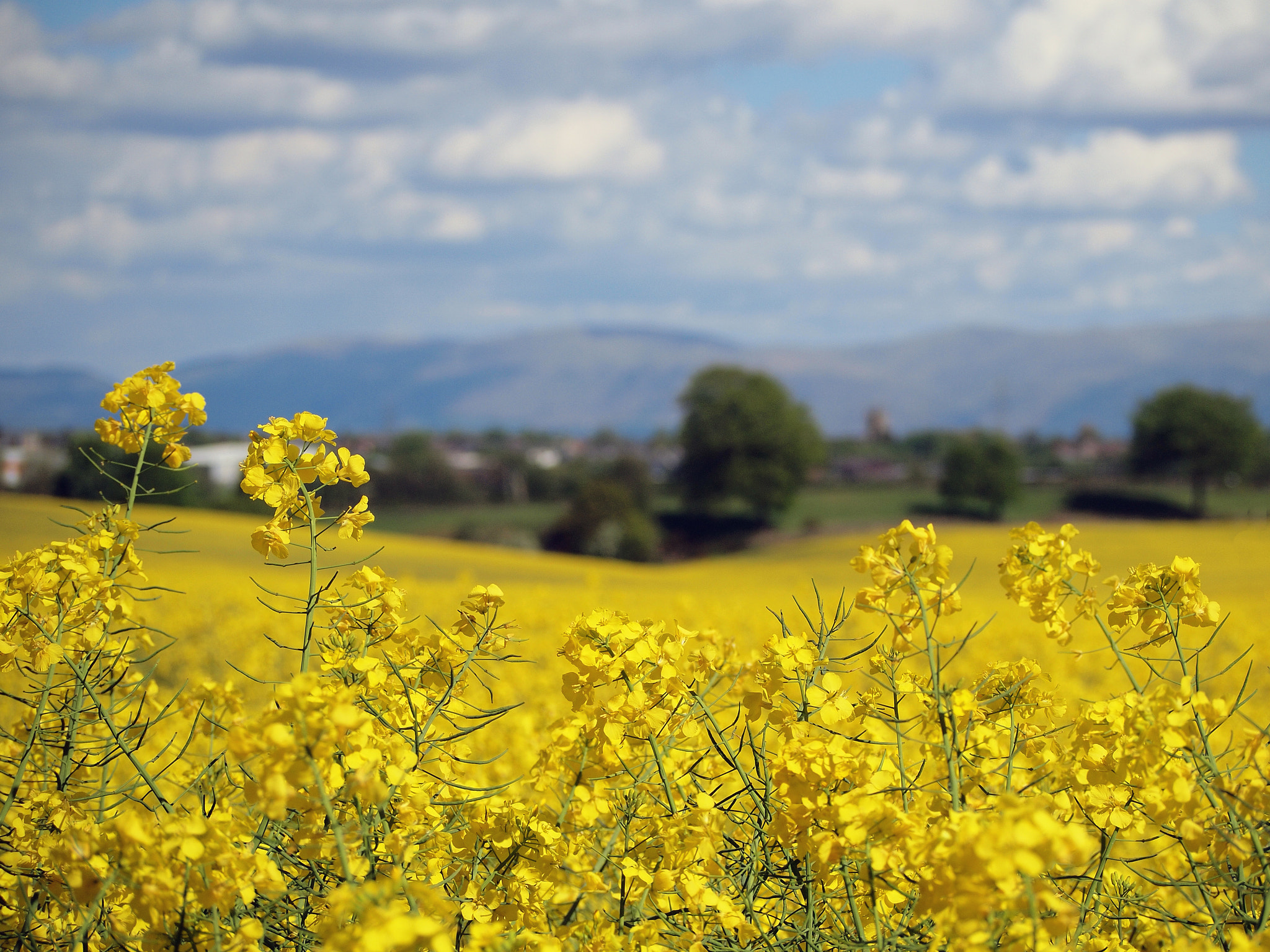 Olympus PEN E-P1 sample photo. Forth valley yellow photography