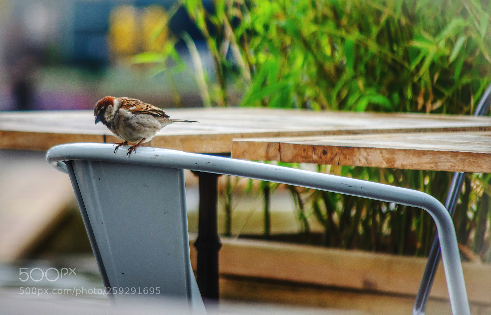 Nikon D5100 sample photo. Bird in marseille photography