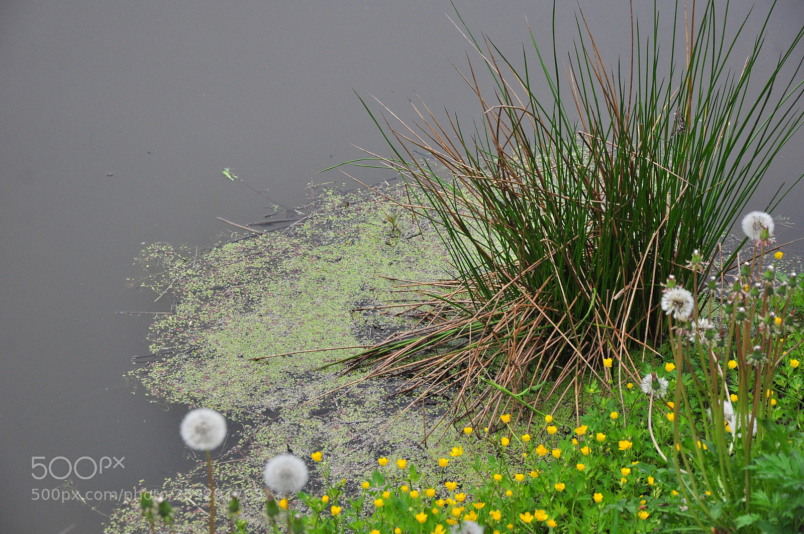 Nikon D90 sample photo. Всё тот же пруд. photography