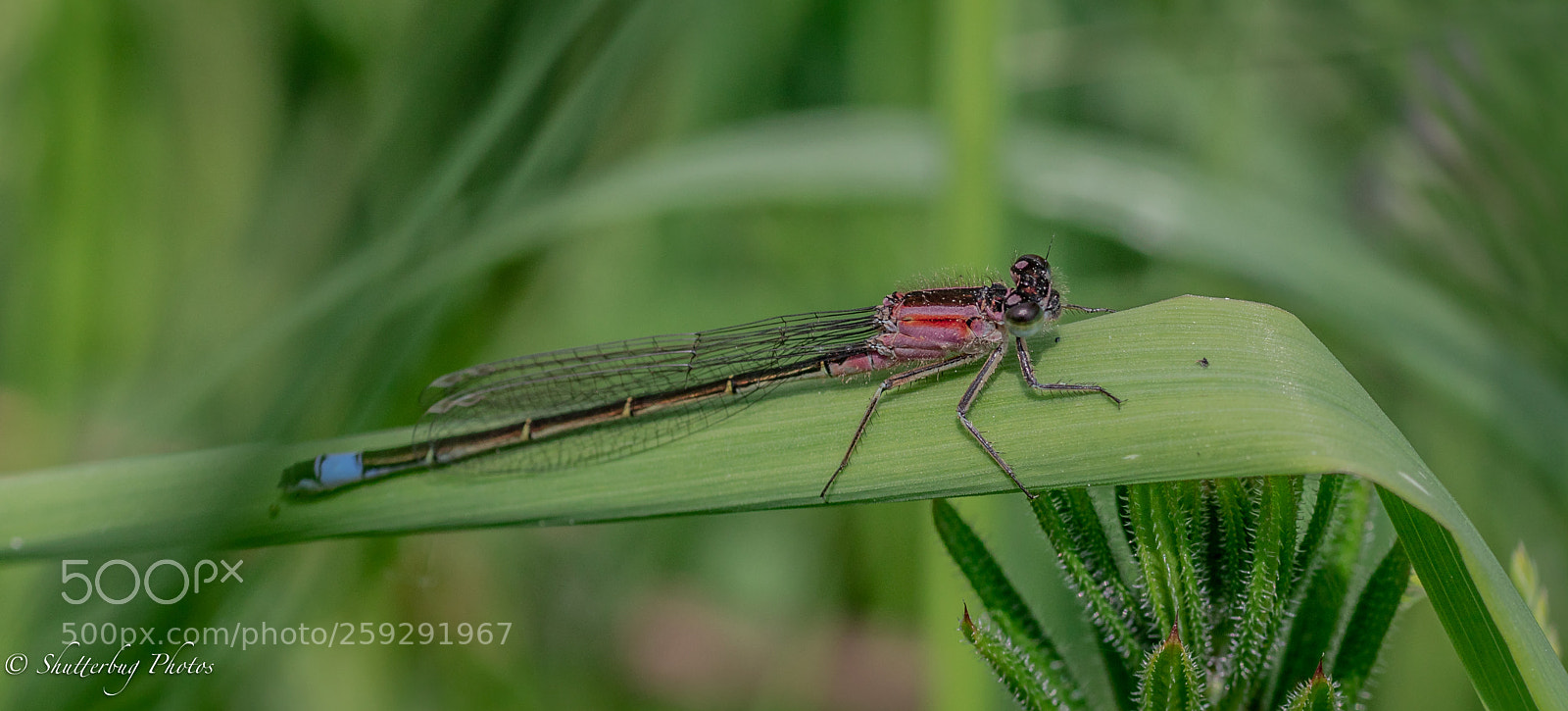 Canon EOS 80D sample photo. Damsel pink photography