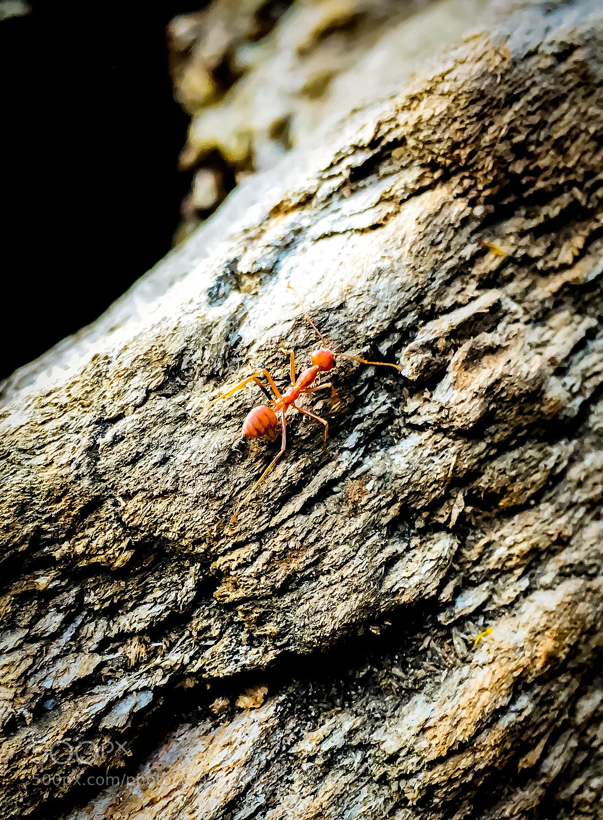 Apple iPhone 6s sample photo. Ant photography