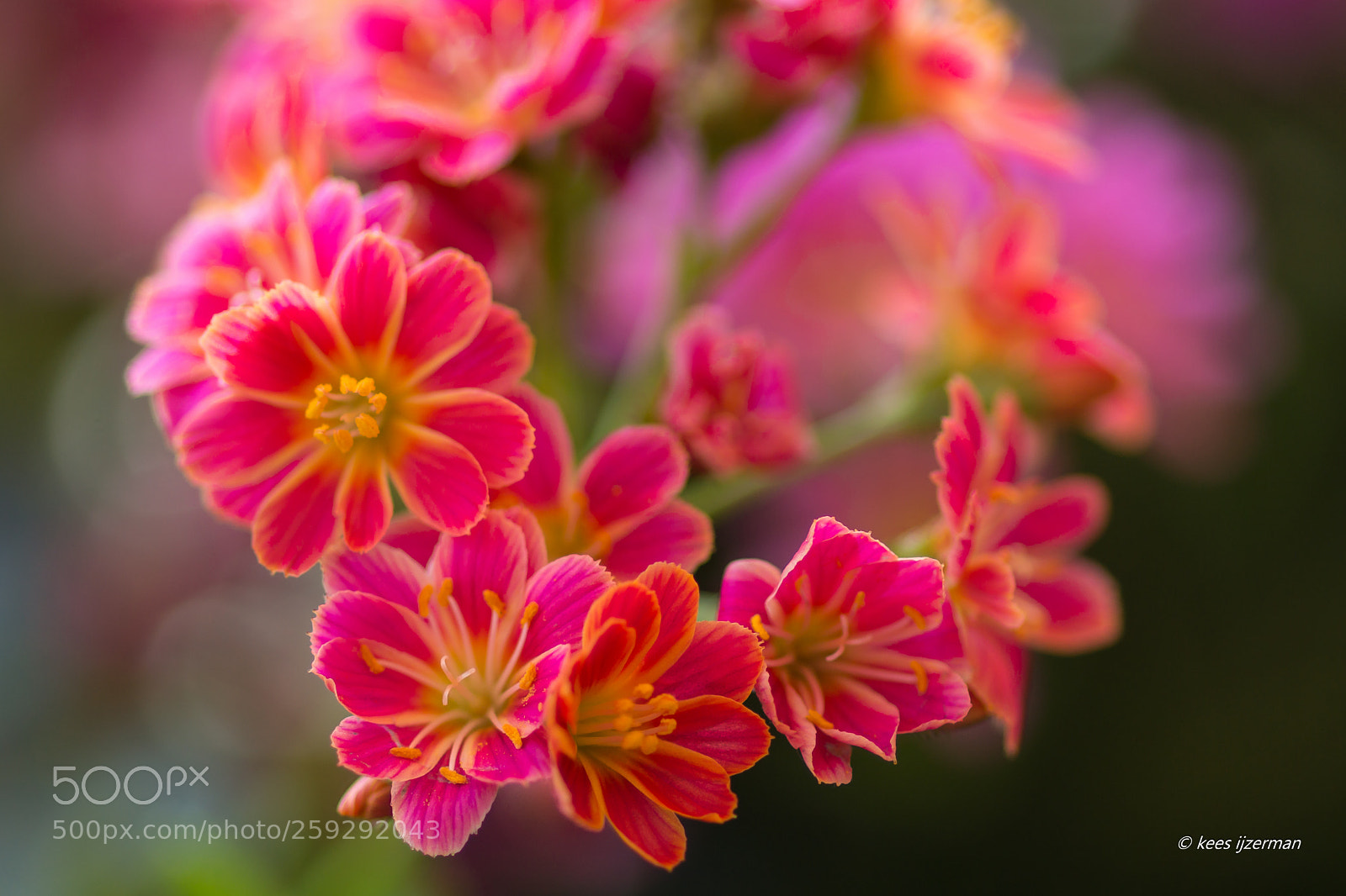 Sony SLT-A77 sample photo. Lewisia. photography