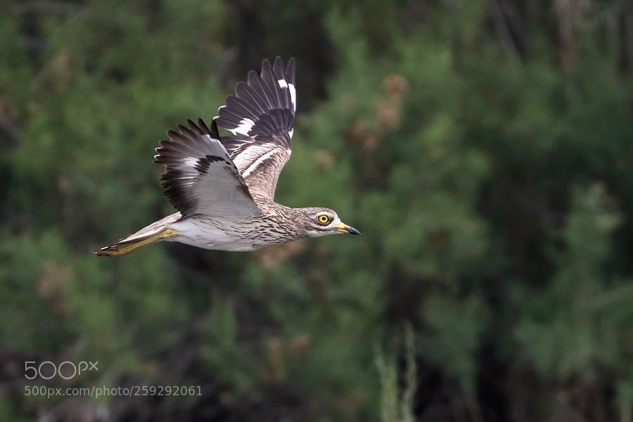 Canon EOS 7D Mark II sample photo. Stone curlew photography