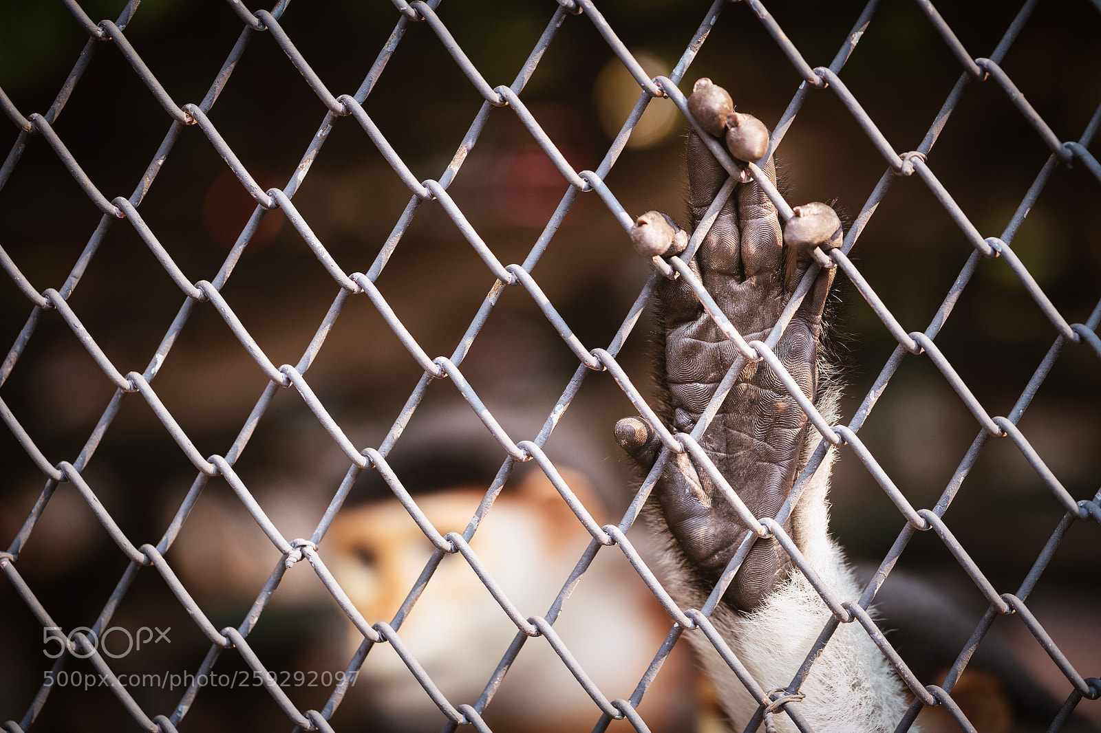 Canon EOS 6D sample photo. Monkey hand hanging on photography