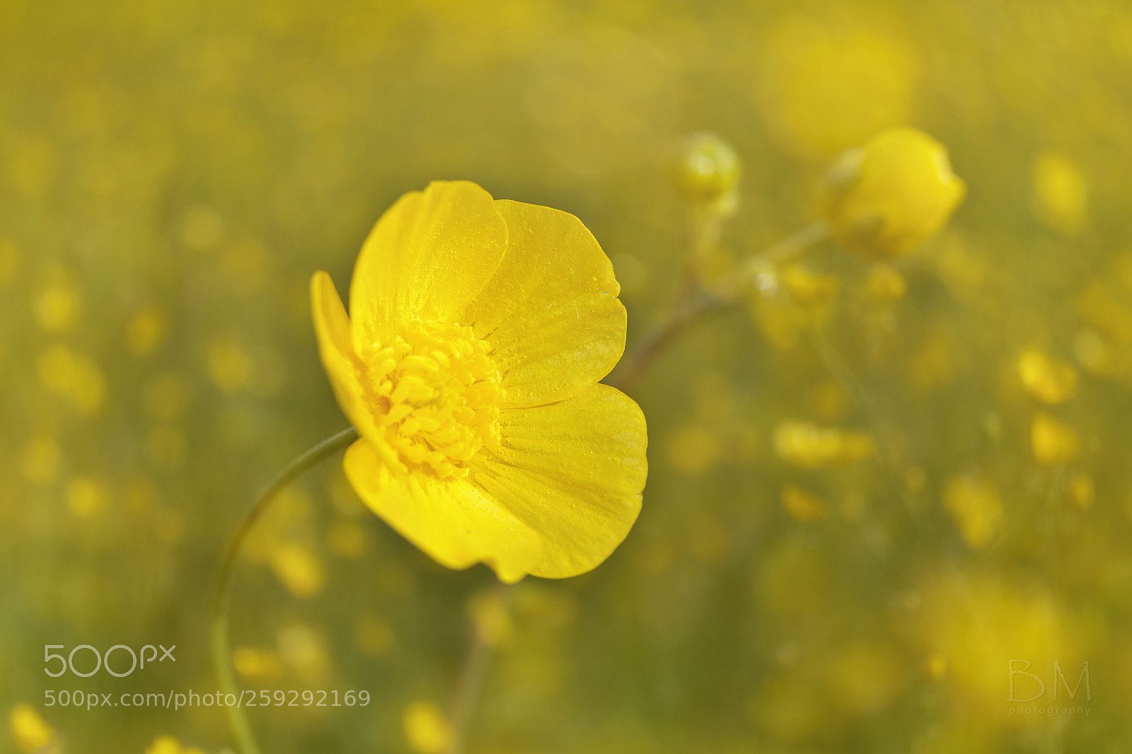 Canon EOS 7D Mark II sample photo. Hallucination (yellow) photography