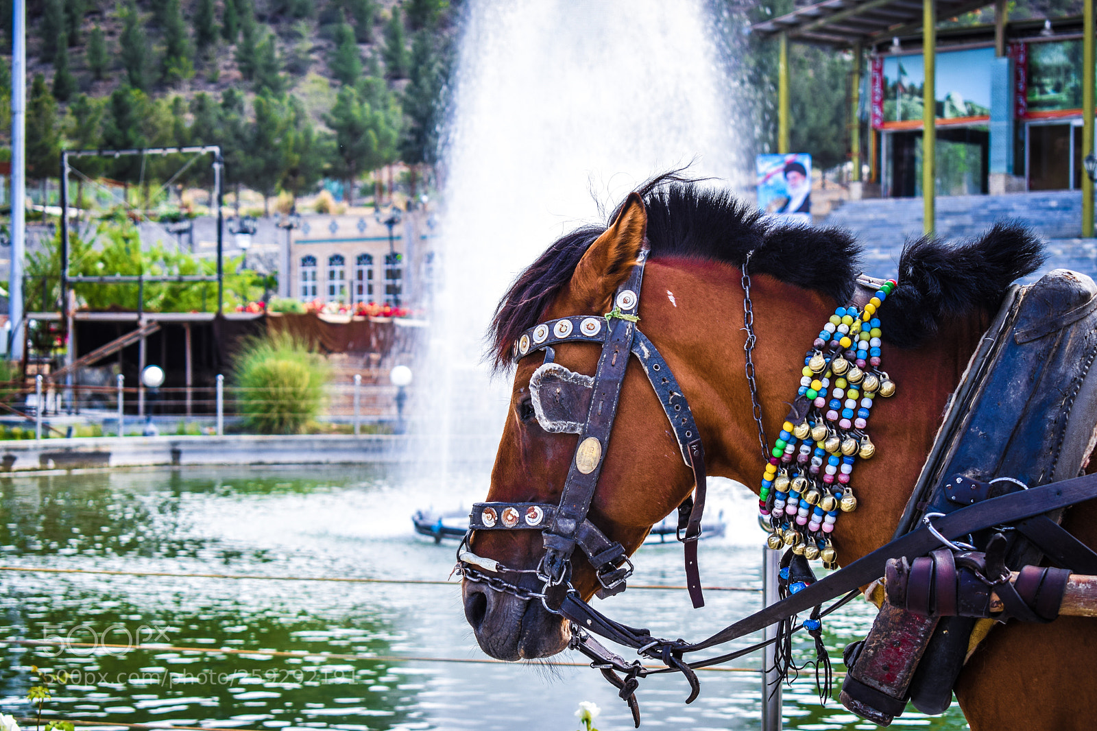 Nikon D5300 sample photo. Park horse photography