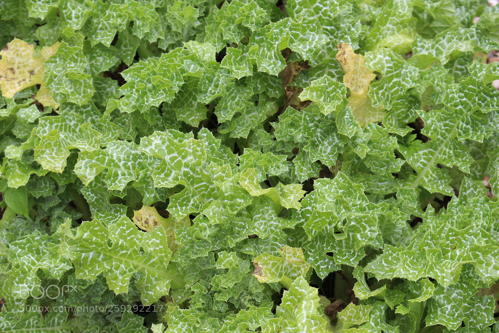 Canon EOS 700D (EOS Rebel T5i / EOS Kiss X7i) sample photo. Green photography