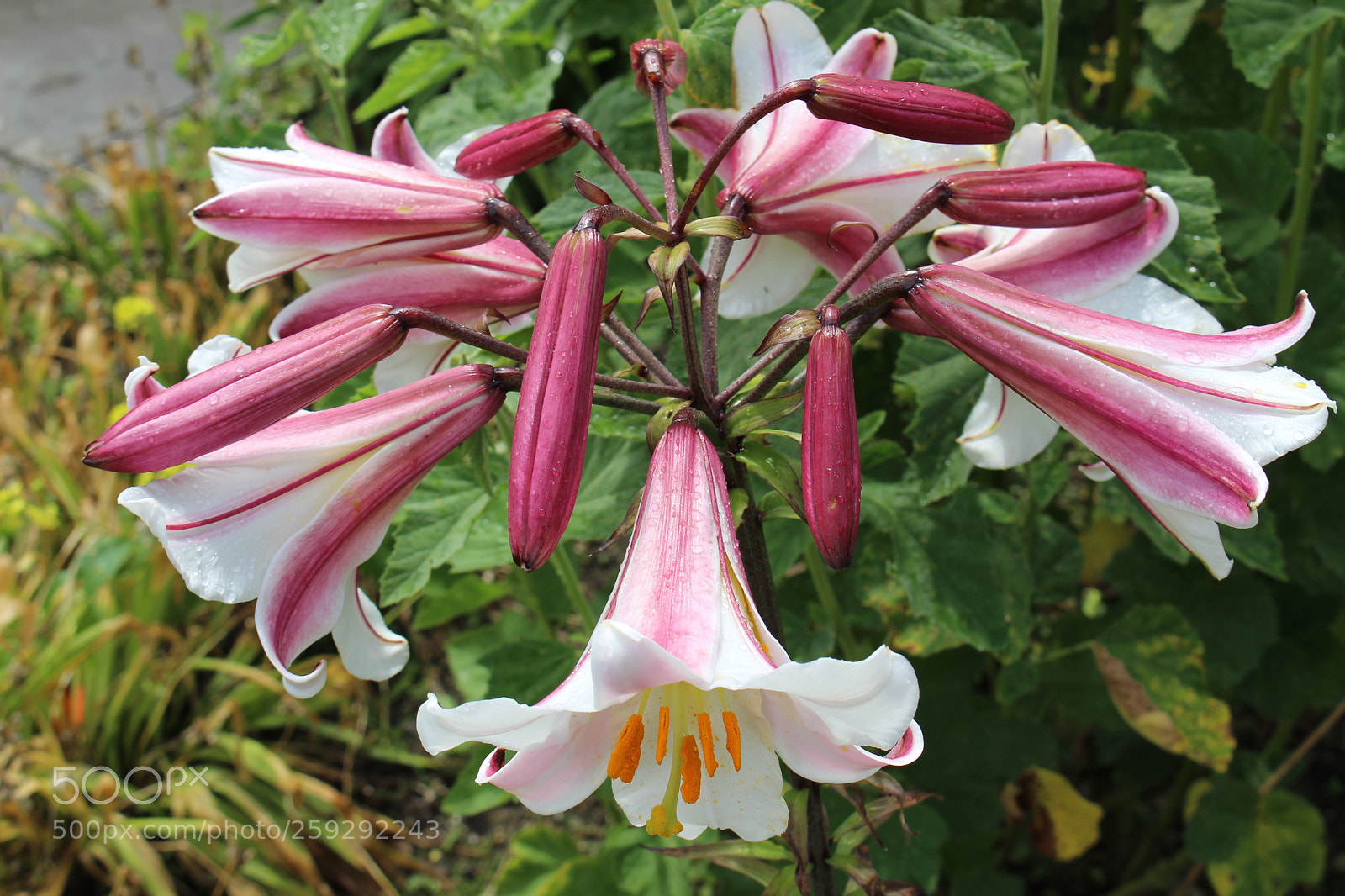 Canon EOS 700D (EOS Rebel T5i / EOS Kiss X7i) sample photo. Flower power photography