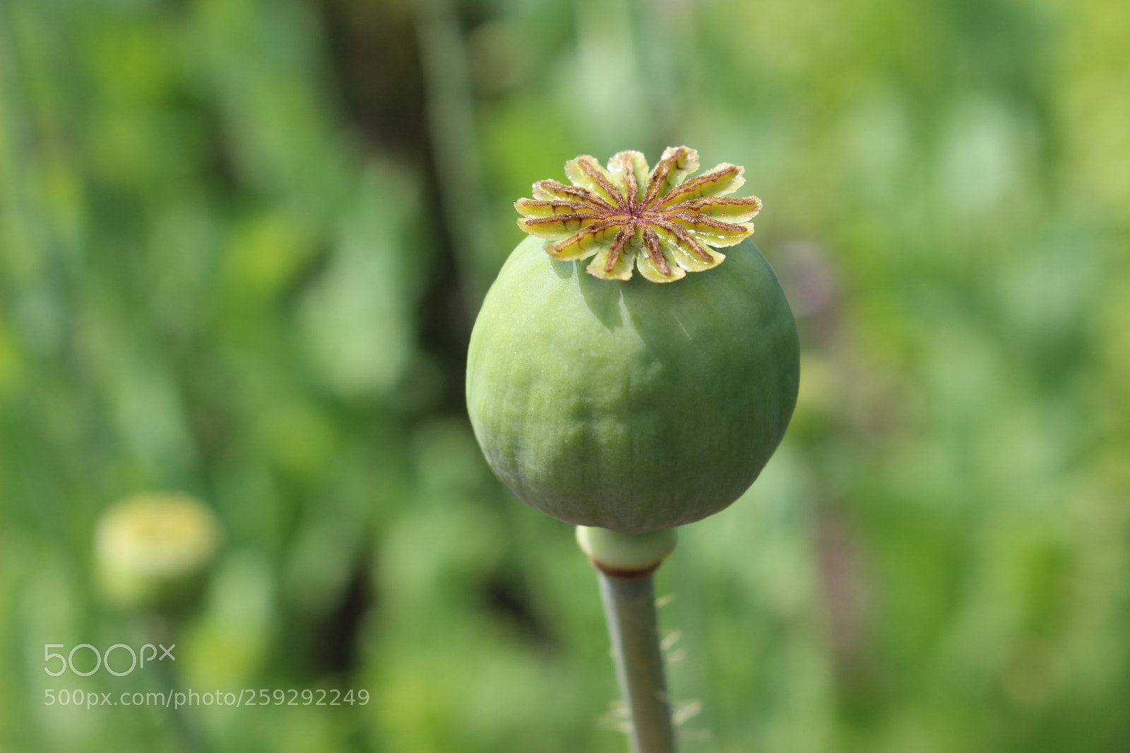 Canon EOS 700D (EOS Rebel T5i / EOS Kiss X7i) sample photo. Flower power photography
