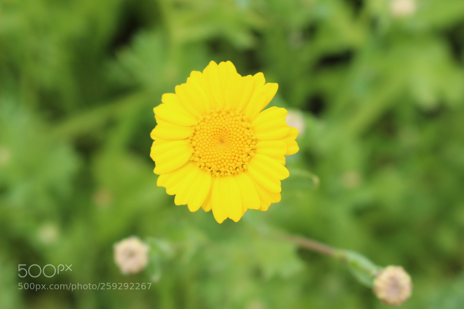 Canon EOS 700D (EOS Rebel T5i / EOS Kiss X7i) sample photo. Flower photography