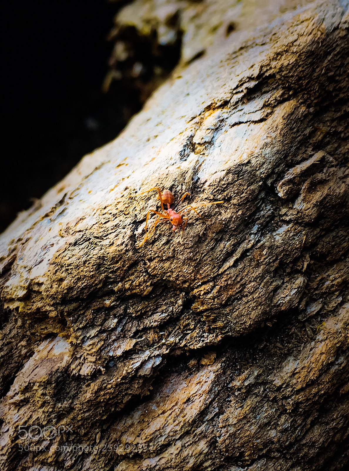 Apple iPhone 6s sample photo. Ant photography