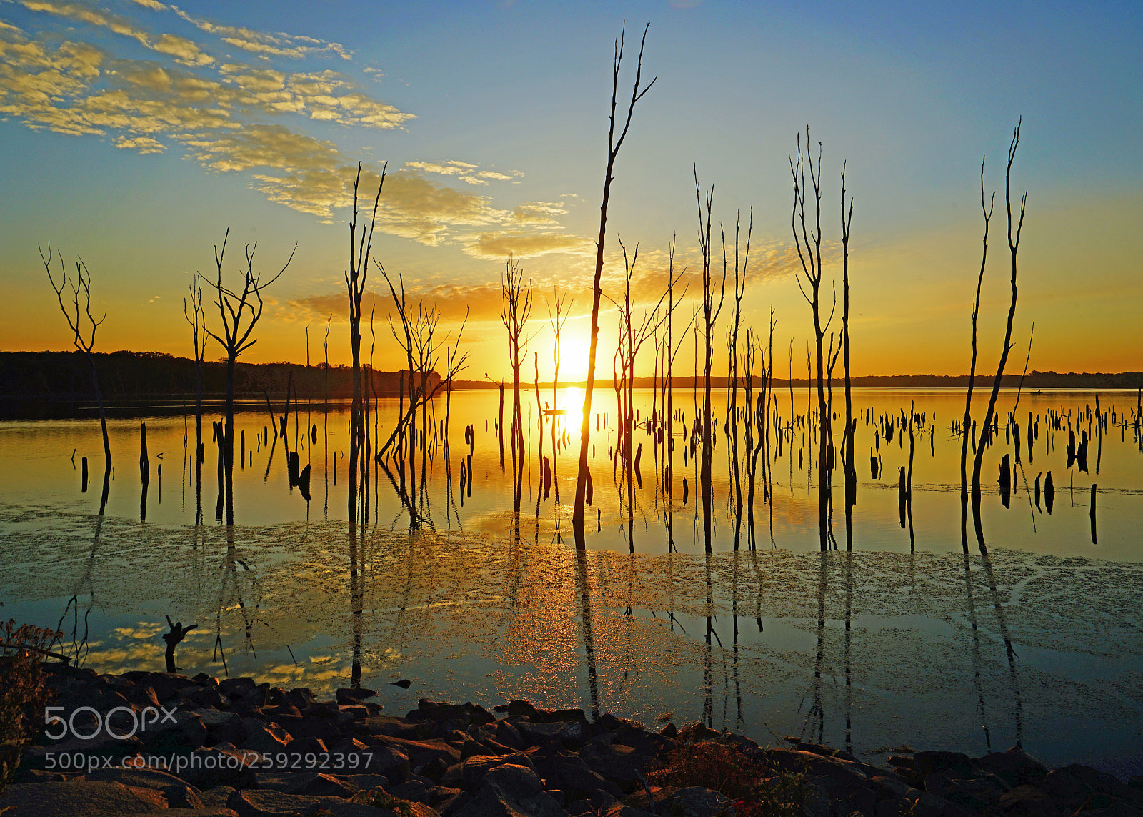 Sony a7R II sample photo. On golden pond photography