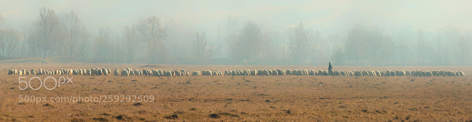 Canon EOS 1300D (EOS Rebel T6 / EOS Kiss X80) sample photo. Sheep photography